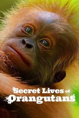 Secret Lives of Orangutans ชีวิตลับอุรังอุตัง (2024) NETFLIX บรรยายไทย ซับไทย หน