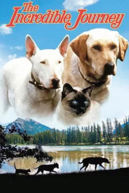 The Incredible Journey (1963) หนังผจญภัย พากย์ไทย
